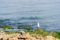 White heron on the shore, Havana, Cuba. ÃÂ¡opy space for text.